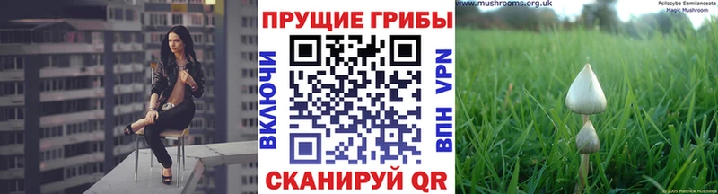 Галлюциногенные грибы Psilocybe  Шиханы 